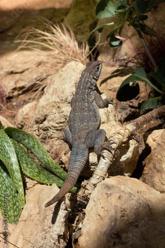 Forestry Images
Dumeril`s Madagascar swift, Oplurus quadrimaculatus or Uromastyx ornata, commonly called the ornate mastigure, is a species of lizard in the family Agamidae. photo