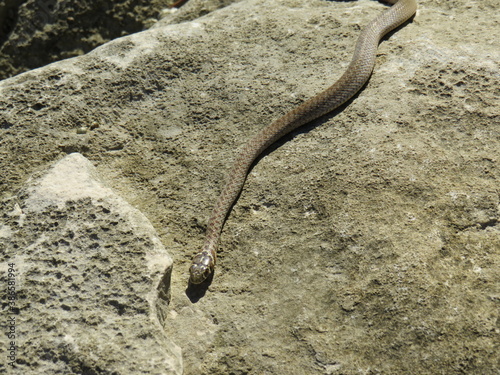 kleine Schlange auf einem Felsen photo