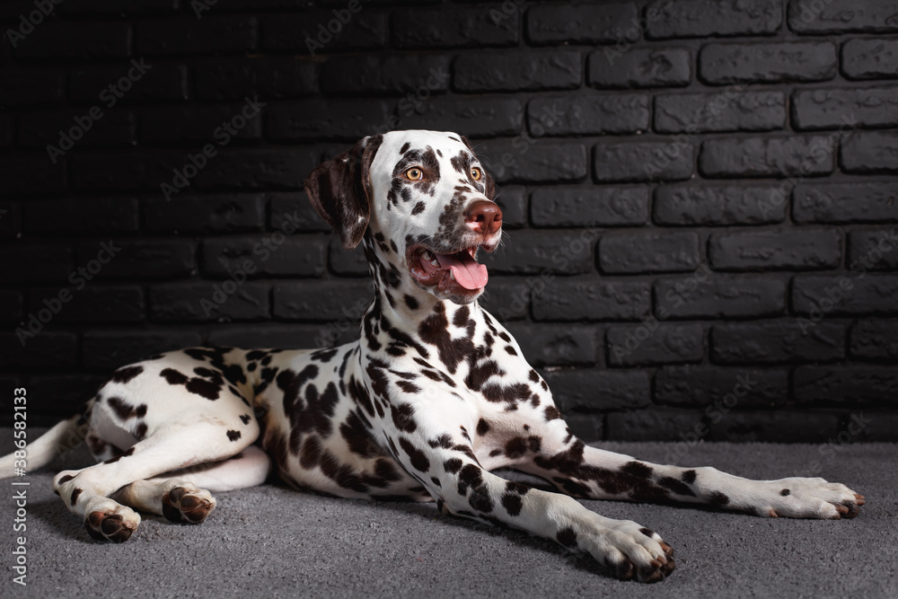 cute Dalmatian puppy lying on the floor and waiting for command