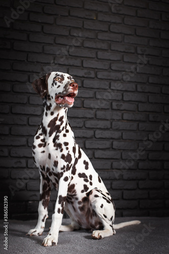 cute Dalmatian puppy sitting on the floor and waiting for command © Karine_k.a
