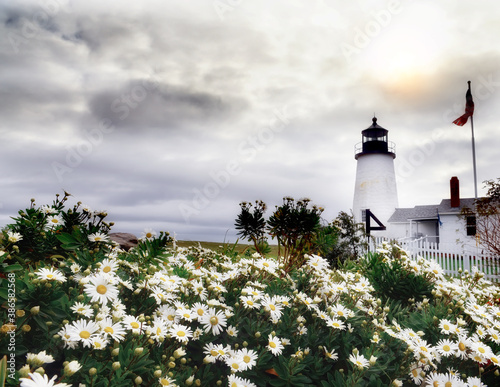 A lighthouse on the shore amid the lush blooming of white daisies. Maine. USA.