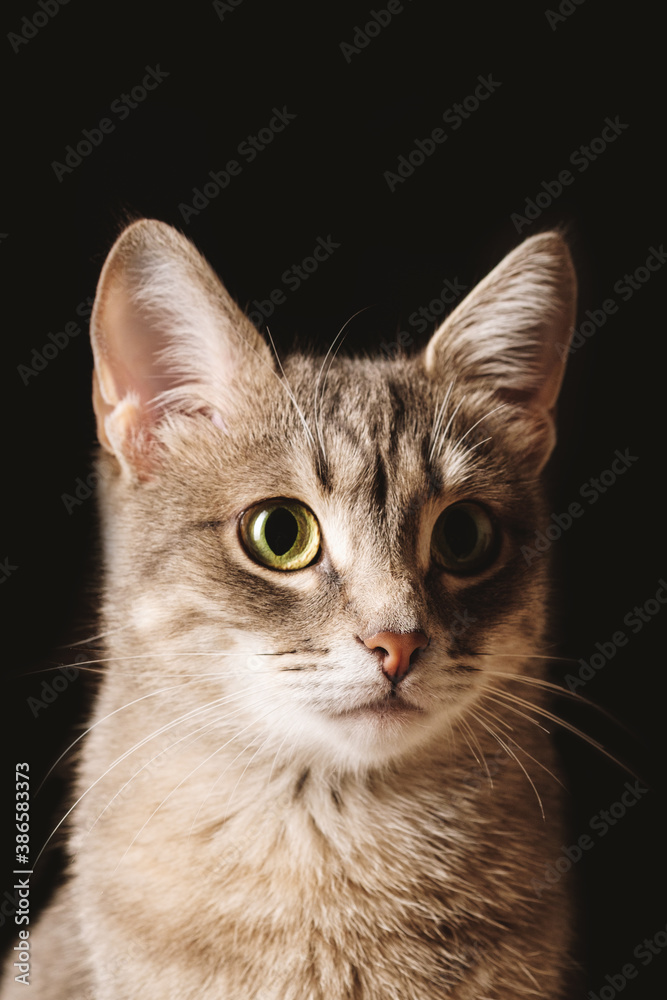 A beautiful striped gray domestic cat with yellow eyes sitting on a dark background. Cat head close up. Image for veterinary clinics, sites about cats. Selective focus