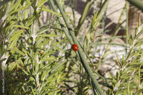 vegetación de parques