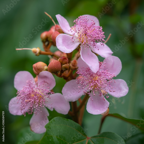 Closeup view of achiote or bixa orellana cluster of pink flowers and buds outdoors on green natural background photo