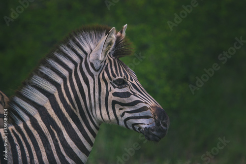 A portrait of a Burchell s zebra with ears pointed forward.