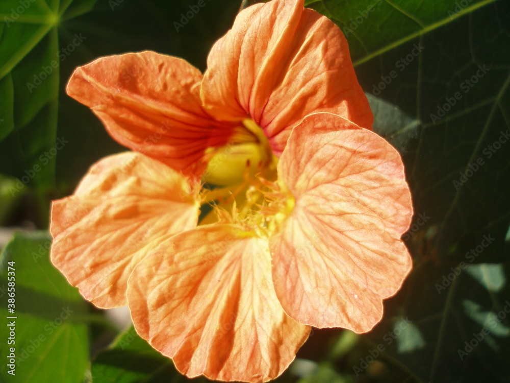 orange flower orange flower