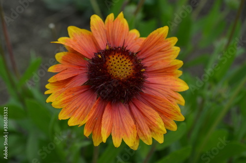 orange flower 