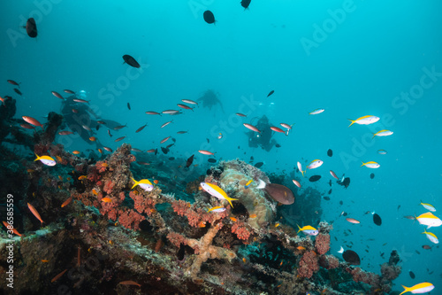 Divers swimming over a shipwreck surrounded by small tropical fish in clear blue water