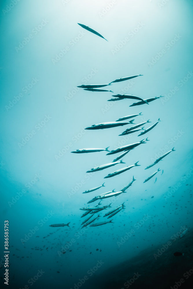 Obraz premium Schooling barracuda swimming in clear blue water