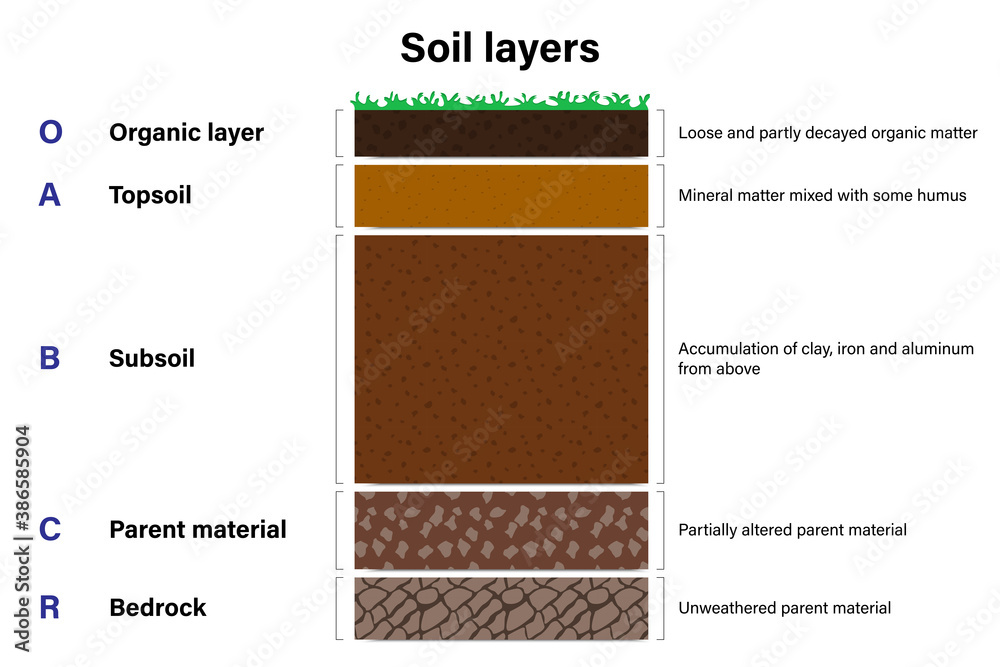 Soil layers diagram, Geological study, Cross section of humus or