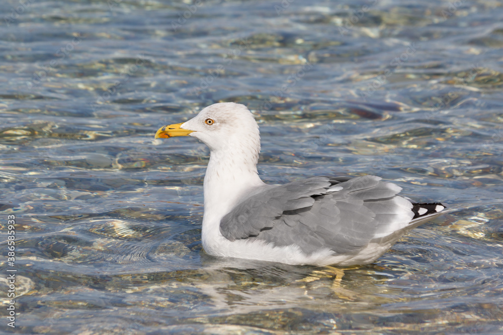 Fototapeta premium beautiful one close up adult seagull (Larus argentatus) swims on the surface of the Adriatic Sea.