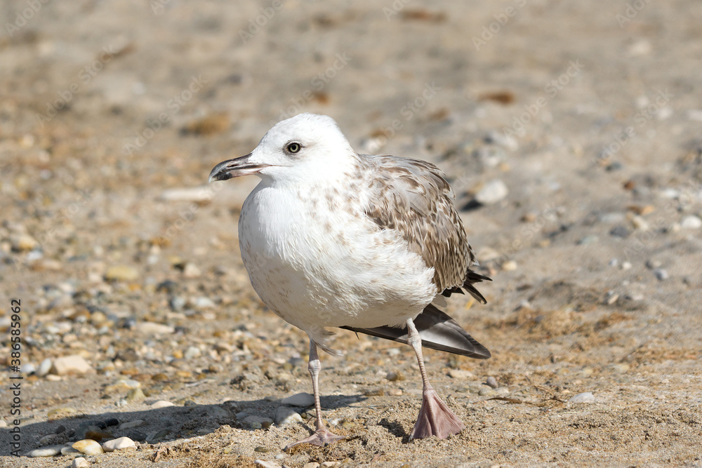 beautiful one close up adult seagull (Larus argentatus) on the pebble beach beautiful one close up adult seagull (Larus argentatus) on the pebble beach