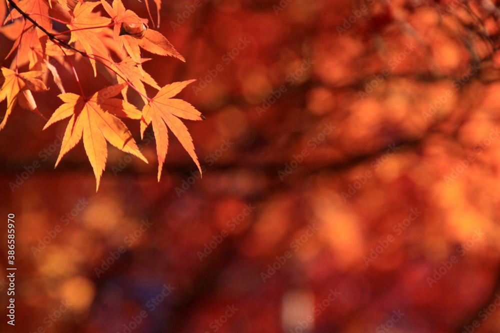 Fototapeta premium 紅葉
