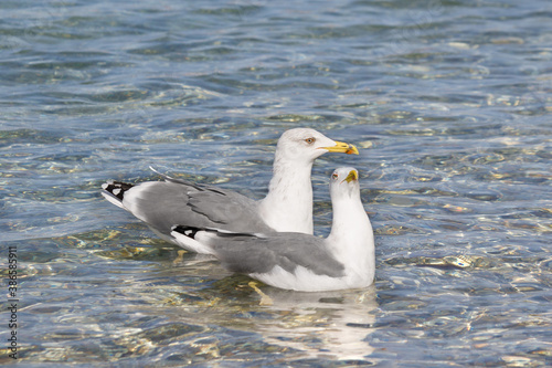 Beautiful two seagull (Larus argentatus) swims on the surface of the Adriatic Sea.