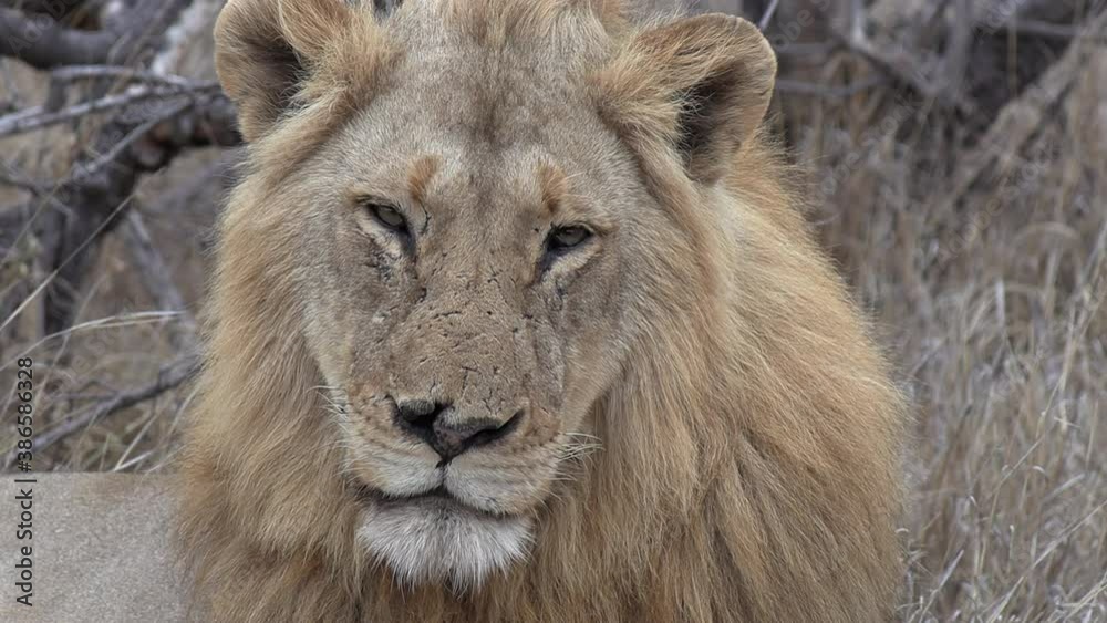 Close view of face of sleepy male lion blinking his eyes in bushland Close view of face of sleepy male lion blinking his eyes in bushland