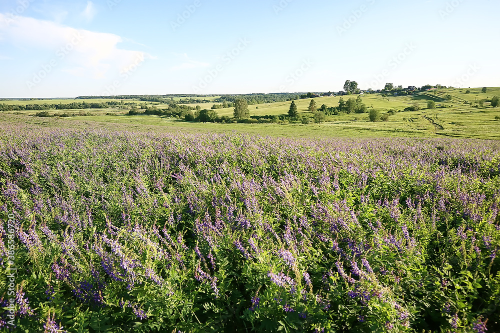 landscape wildflowers / large field and sky landscape in the village, purple flowers wildlife landscape wildflowers / large field and sky landscape in the village, purple flowers wildlife