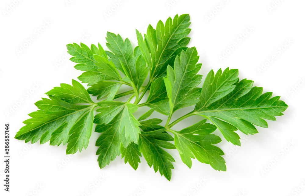 Fototapeta premium Parsley isolated. Parsley leaf on white. Parsley leaves top view. Full depth of field.