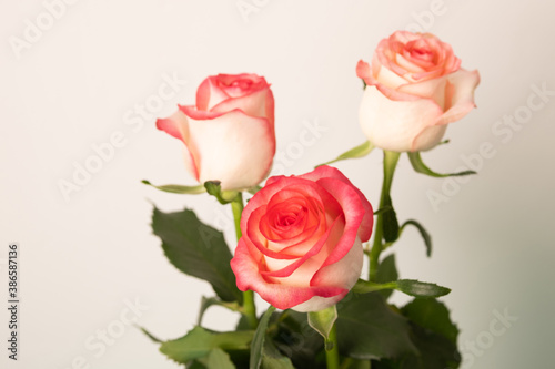 Bouquet of roses on a green background. Fresh pink roses. Blurred background. Selective focus. © Eugene