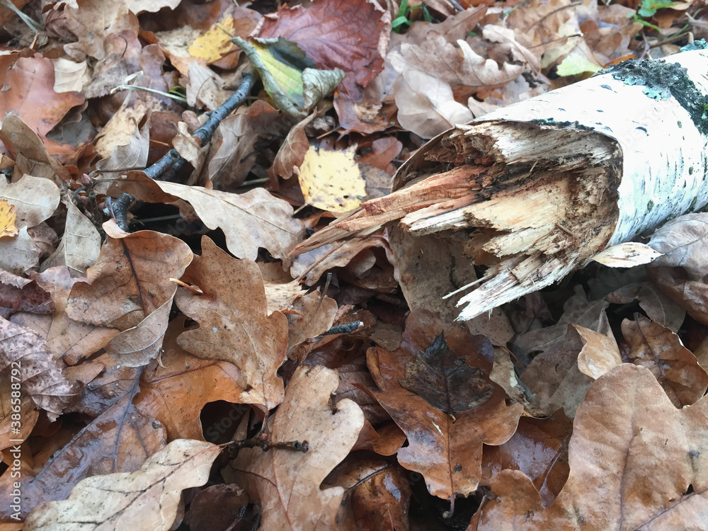 Fototapeta premium Autumn oak foliage