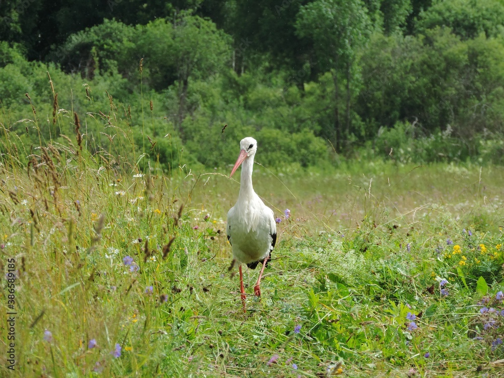 Obraz premium white stork in the grass