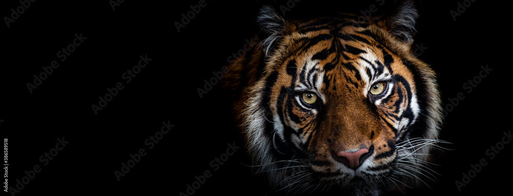 Naklejka Template of Portrait of Tiger with a black background