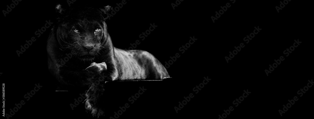 Obraz Template of Black panther with a black background