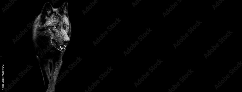 Template of Portrait of black wolf with a black background