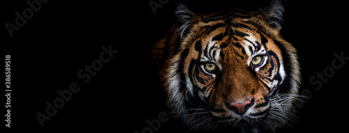 Template of Portrait of Tiger with a black background