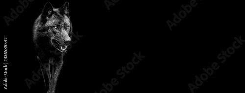 Obraz na płótnie Template of Portrait of black wolf with a black background w salonie