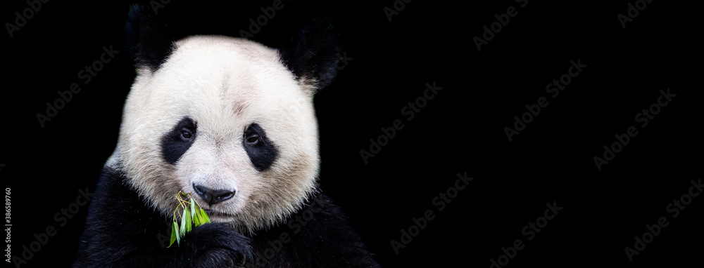 Template of Portrait of panda with a black background