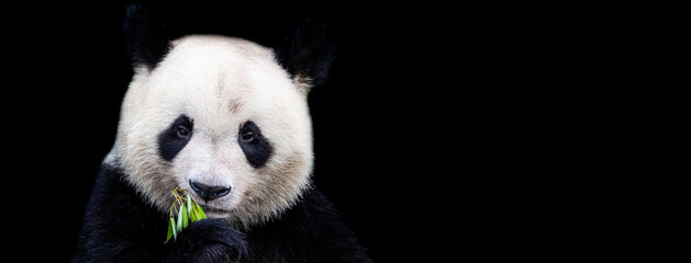 Template of Portrait of panda with a black background