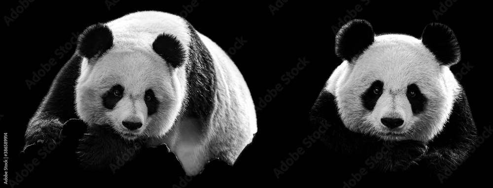Template of Portrait of panda with a black background
