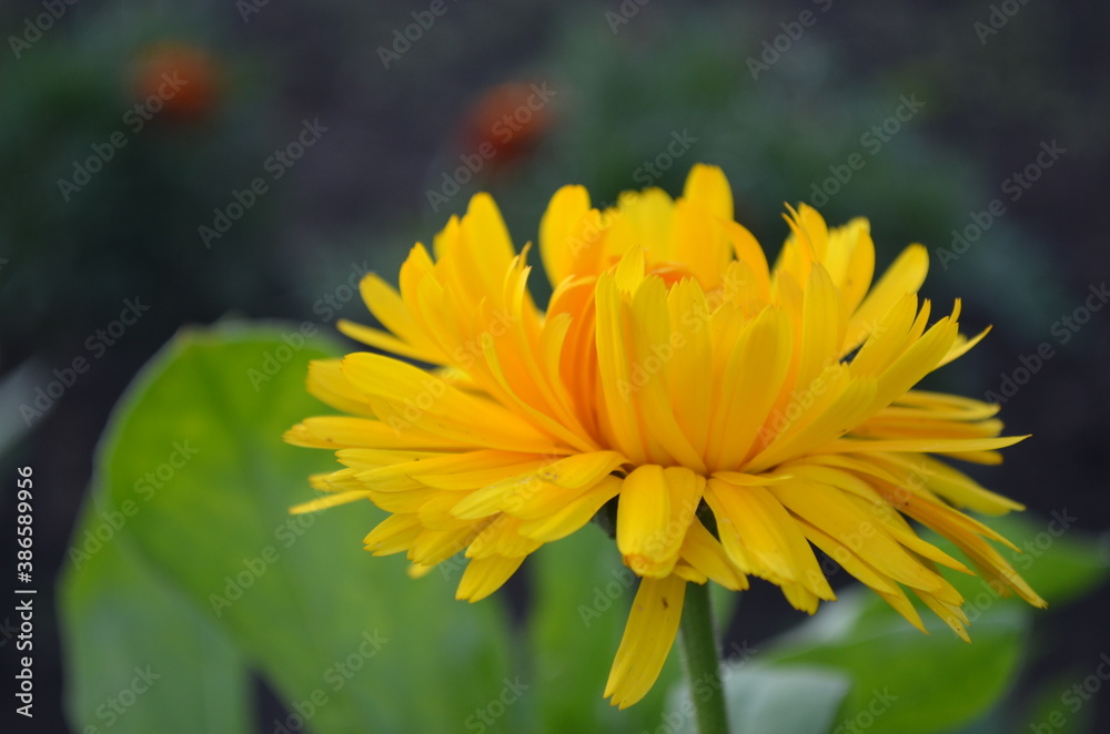 yellow flower