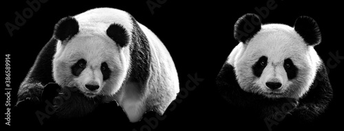 Template of Portrait of panda with a black background