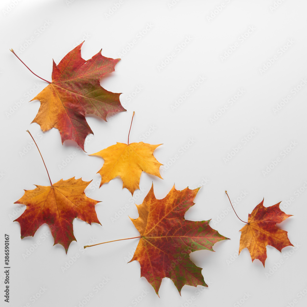 Various multicolored autumn leaves isolated on white background. Season, minimal, autumn card, thanksgiving texture, fall background concept. Flat lay, top view, copy space.. Various multicolored autumn leaves isolated on white background. Season, minimal, autumn card, thanksgiving texture, fall background concept. Flat lay, top view, copy space..