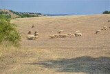 Bulgaria and views from cute and small villages during bright day. Sheeps in yellow grass and are feeding during sunny day.