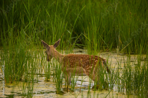 Fototapeta Naklejka Na Ścianę i Meble -  Fallow deer in Aiguamolls De L'Emporda Nature Reserve, Spain