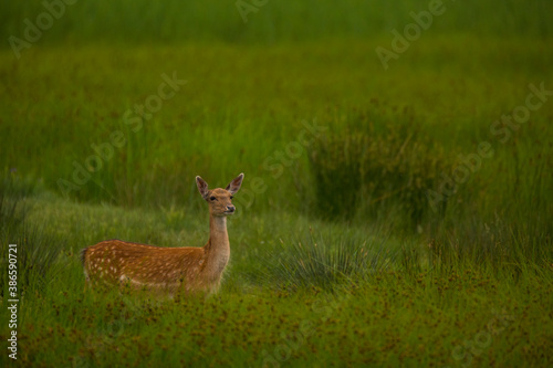 Fototapeta Naklejka Na Ścianę i Meble -  Fallow deer in Aiguamolls De L'Emporda Nature Reserve, Spain