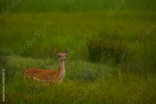 Obraz Fallow deer in Aiguamolls De L'Emporda Nature Reserve, Spain