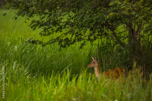 Fototapeta Naklejka Na Ścianę i Meble -  Fallow deer in Aiguamolls De L'Emporda Nature Reserve, Spain