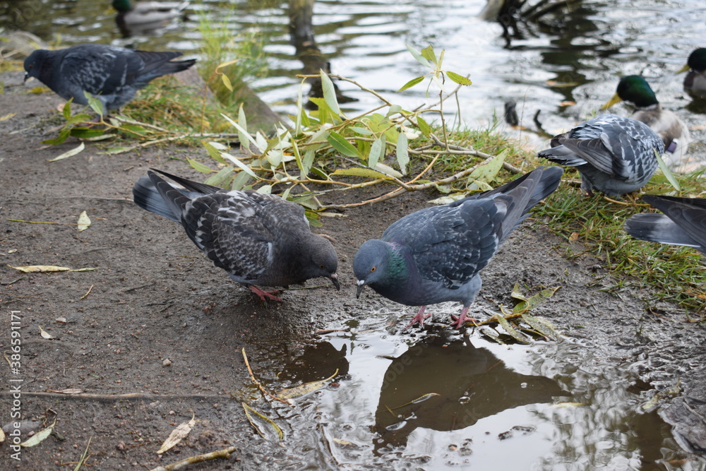 Fototapeta premium pigeons in the park