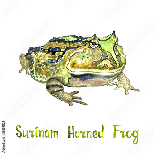 Surinam horned frog (Ceratophrys cornuta), isolated on white hand painted watercolor illustration with handwritten inscription photo