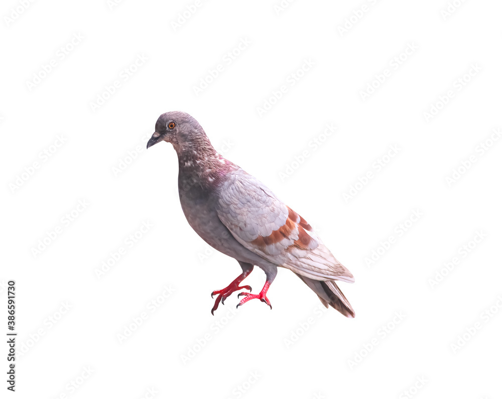 Brown pigeon color striped isolated on white background , clipping path Brown pigeon color striped isolated on white background , clipping path