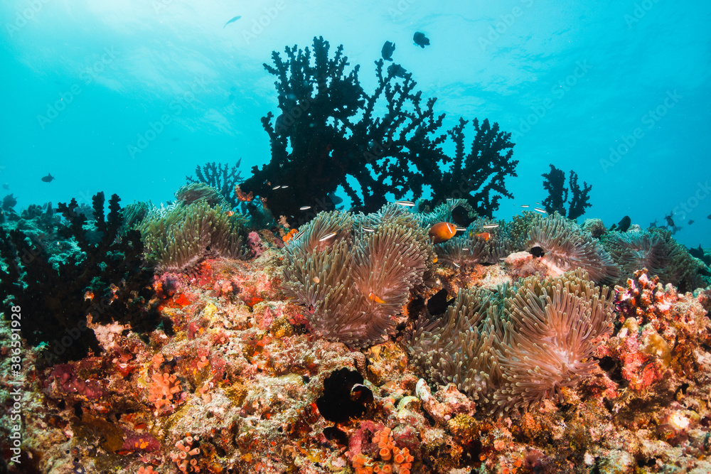 Fototapeta premium Colorful coral reef in tropical scene surrounded by fish