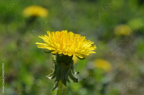 yellow flower Taráxacum