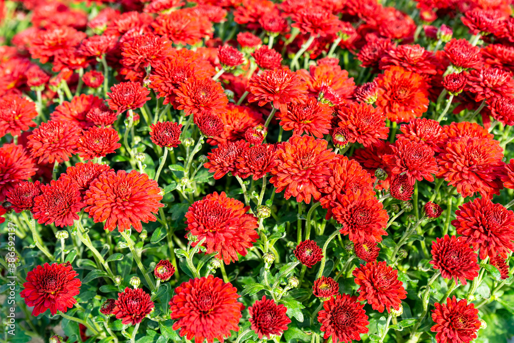 Red chrysanthemums in the autumn garden