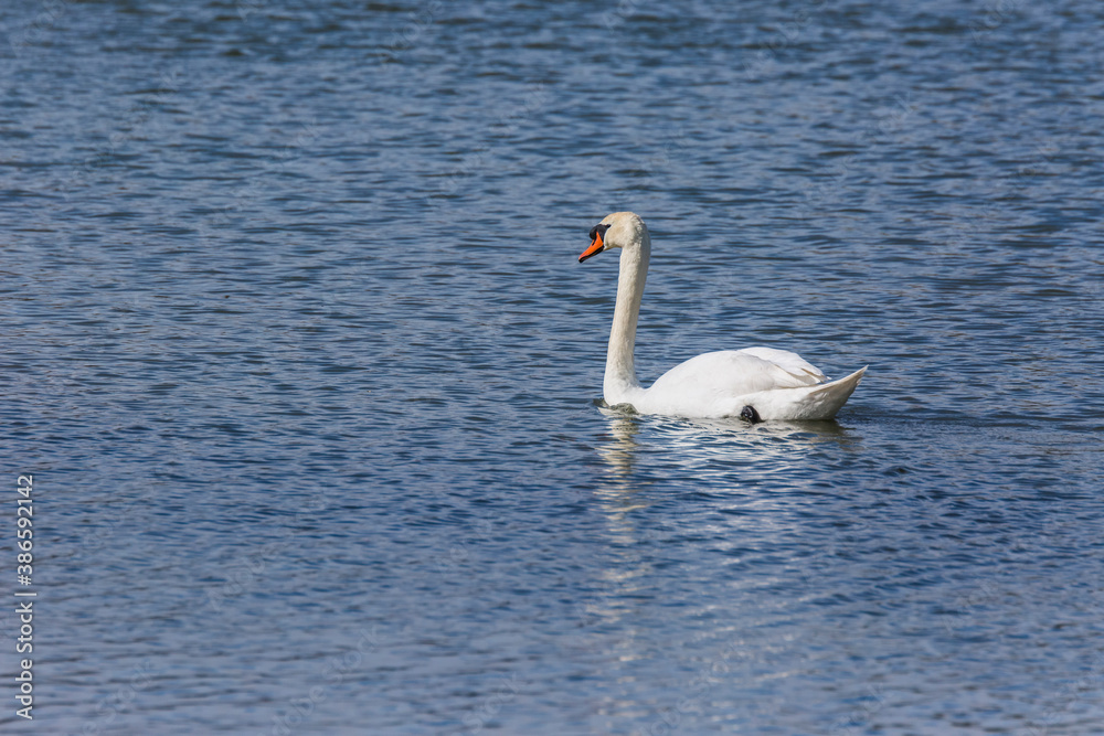 Swan in spring in Aiguamolls De L'Emporda Nature Reserve, Spain