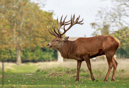 Impressive Red Stag standing on lush green pasture in Bushy Park,London, UK