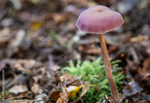 Amethyst Deceiver Growing In The Ancient Piddington Woodland, Oxfordshire