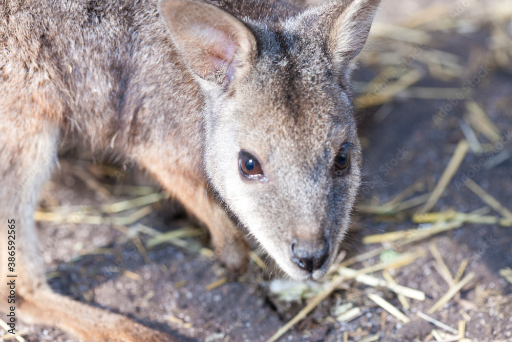 Fototapeta premium ワラビー